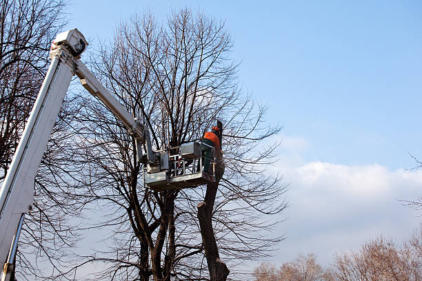 Best Soil Testing and Treatment  in Continental, OH